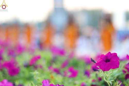 ภาพ No.202042:พิธีต้อนรับพระธรรมยาตรา ณ อนุสรณ์สถานลำดับที่ 7 สถานที่ขยายวิชชาธรรมกาย วัดพระธรรมกาย ต.คลองสาม อ.คลองหลวง จ.ปทุมธานี ในโครงการธรรมยาตรา กตัญญูบูชา มหาปูชนียาจารย์ พระมงคลเทพมุนี(สด จนฺทสโร) พระผู้ปราบมาร อนุสรณ์สถาน 7 แห่ง ปีที่ 13 วันที่ 26 มกราคม 2568