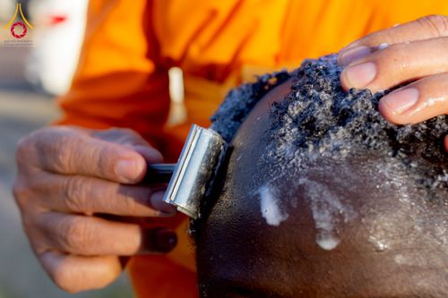 ภาพ No.231193:วันศุกร์ที่ 27 มิถุนายน พ.ศ. 2568 พิธีตัดปอยผมและพิธีปลงผมนาคธรรมทายาทแห่งทวีปแอฟริกา พ.ศ. 2568  โครงการบรรพชาอุปสมบทพระธรรมทายาทนานาชาติแห่งทวีปแอฟริกา ครั้งที่ 2 ณ วัดพระธรรมกายโจฮันเนสเบิร์ก สาธารณรัฐแอฟริกาใต้