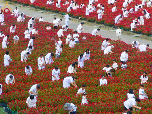 ภาพ No.185497:กิจกรรมเก็บดอกแพงรวย วันอาทิตย์ที่ 22 ธันวาคม พ.ศ. 2567 ณ ทุ่งสวรรค์ ตะวันฉาย วัดพระธรรมกาย