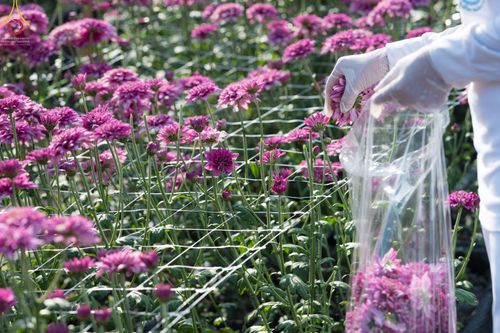 ภาพ No.66632:สาธุชนรับบุญตัดดอกทรัพย์บานชื่น ระหว่างวันที่ 9-10 ธันวาคม พ.ศ. 2565 ณ วัดพระธรรมกาย