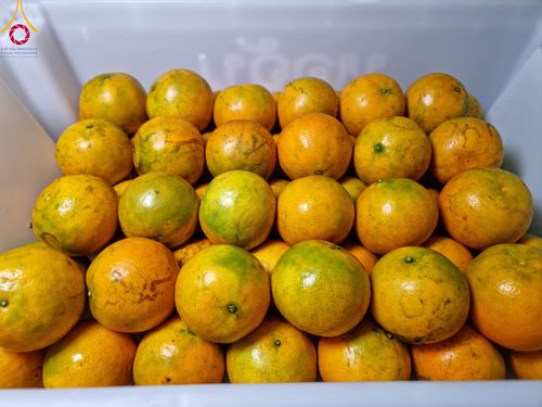 ภาพ No.113668:พิธีถวายภัตตาหารเป็นสังฆทาน แด่คณะพระธรรมยาตรา ปีที่ 12 วันที่ 17 มกราคม พ.ศ. 2567 ณ วัดโบสถ์(บน) บางคูเวียง จ.นนทบุรี