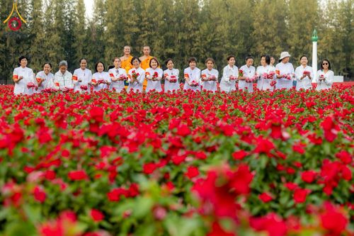 ภาพ No.185506:กิจกรรมเก็บดอกแพงรวย วันอาทิตย์ที่ 22 ธันวาคม พ.ศ. 2567 ณ ทุ่งสวรรค์ ตะวันฉาย วัดพระธรรมกาย