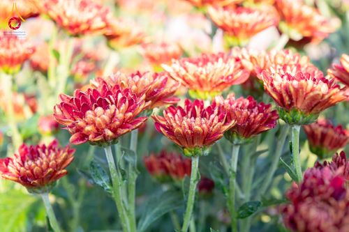 ภาพ No.279403:วันที่ 19-26 ธันวาคม พ.ศ. 2568 และ วันที่ 1 มกราคม พ.ศ.2569 รับบุญปลิดกลีบดอกไม้ เพื่อโปรยต้อนรับพระธรรมยาตรา