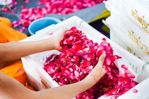 ภาพ No.279500:วันที่ 19-26 ธันวาคม พ.ศ. 2568 และ วันที่ 1 มกราคม พ.ศ.2569 รับบุญปลิดกลีบดอกไม้ เพื่อโปรยต้อนรับพระธรรมยาตรา