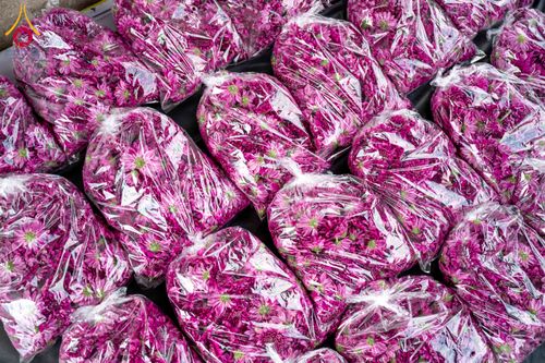 ภาพ No.285351:วันพุธที่ 10 ธันวาคม พ.ศ.2568  การเตรียมความพร้อมในโครงการธรรมยาตรา กตัญญูบูชา มหาปูชนียาจารย์ พระมงคลเทพมุนี(สด จนฺทสโร) พระผู้ปราบมาร อนุสรณ์สถาน 7 แห่ง ปีที่ 14 เก็บดอกเบญจทรัพย์ ณ วัดพระธรรมกาย