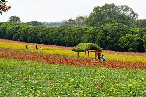 ภาพ No.188330:บรรยากาศ ทุ่งสวรรค์หรรษาพนาวัฒน์ ณ สวนพนาวัฒน์ อ.ฮอด จ.เชียงใหม่ เปิดให้เข้าชมฟรี ระหว่างวันที่ 28 ธันวาคม พ.ศ. 2567 ถึง วันที่ 3 มกราคม พ.ศ. 2568 เวลา 08.00-17.00 น.
