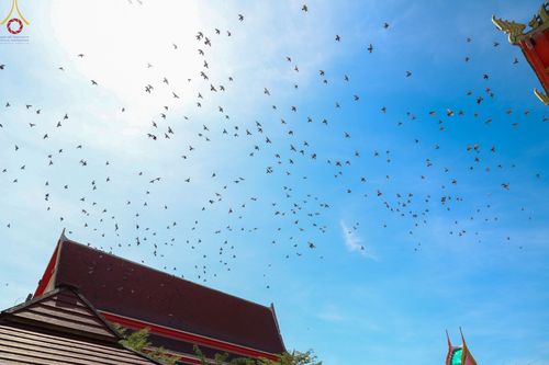 ภาพ No.65951:พิธีอุปสมบทวัดมงคลพุการาม อ.คลองหลวง จ.ปทุมธานี รับบุญจัดงานโดยสำนักสื่อDMC เมื่อวันที่ 7 ธันวาคม พ.ศ. 2565