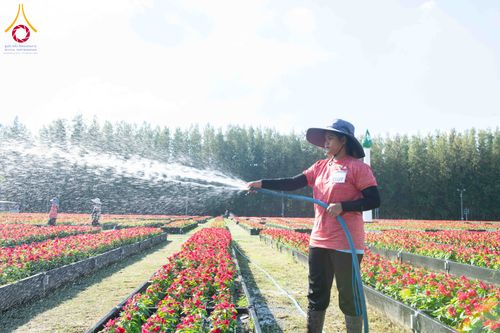 ภาพ No.279398:วันที่ 19-26 ธันวาคม พ.ศ. 2568 และ วันที่ 1 มกราคม พ.ศ.2569 รับบุญปลิดกลีบดอกไม้ เพื่อโปรยต้อนรับพระธรรมยาตรา