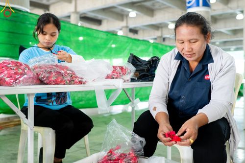 ภาพ No.187273:สาธุชน เจ้าหน้าที่ ร่วมบุญปลิดกลีบดอกไม้ เพื่อโปรยต้อนรับพระธรรมยาตรา ตั้งแต่วันที่ 26 ธันวาคม พ.ศ. 2567 ณ วิหารคด 31 วัดพระธรรมกาย