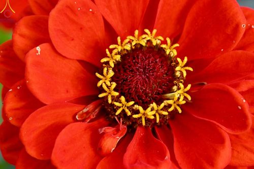 ภาพ No.188314:บรรยากาศ ทุ่งสวรรค์หรรษาพนาวัฒน์ ณ สวนพนาวัฒน์ อ.ฮอด จ.เชียงใหม่ เปิดให้เข้าชมฟรี ระหว่างวันที่ 28 ธันวาคม พ.ศ. 2567 ถึง วันที่ 3 มกราคม พ.ศ. 2568 เวลา 08.00-17.00 น.