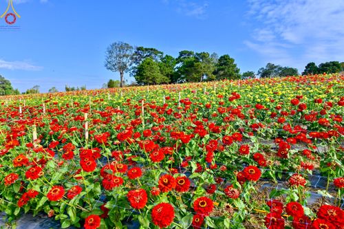 ภาพ No.104330:บรรยากาศ ทุ่งดอกทรัพย์บานชื่น ณ สวนพนาวัฒน์ อ.ฮอด จ.เชียงใหม่ ช่วงระหว่างวันที่ 20 - 25 ธันวาคม พ.ศ. 2566