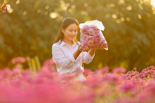 ภาพ No.102918:สาธุชนร่วมรับบุญเก็บดอกเบญจทรัพย์ ในวันที่ 19 ธันวาคม พ.ศ. 2566 (วันแรก) ณ บริเวณวัดพระธรรมกาย จ.ปทุมธานี