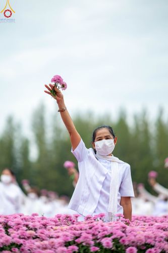 ภาพ No.104026:สาธุชนร่วมรับบุญเก็บดอกเบญจทรัพย์ ในวันอาทิตย์ที่ 24 ธันวาคม พ.ศ. 2566 ณ ทุ่งสวรรค์ตะวันฉาย บริเวณวัดพระธรรมกาย จ.ปทุมธานี