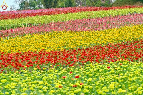 ภาพ No.188327:บรรยากาศ ทุ่งสวรรค์หรรษาพนาวัฒน์ ณ สวนพนาวัฒน์ อ.ฮอด จ.เชียงใหม่ เปิดให้เข้าชมฟรี ระหว่างวันที่ 28 ธันวาคม พ.ศ. 2567 ถึง วันที่ 3 มกราคม พ.ศ. 2568 เวลา 08.00-17.00 น.