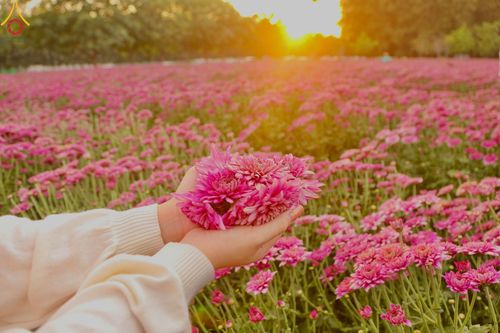 ภาพ No.102931:สาธุชนร่วมรับบุญเก็บดอกเบญจทรัพย์ ในวันที่ 19 ธันวาคม พ.ศ. 2566 (วันแรก) ณ บริเวณวัดพระธรรมกาย จ.ปทุมธานี