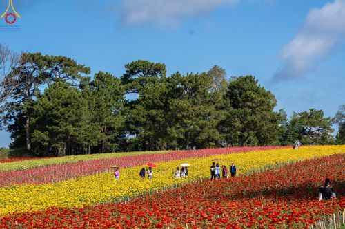 ภาพ No.188318:บรรยากาศ ทุ่งสวรรค์หรรษาพนาวัฒน์ ณ สวนพนาวัฒน์ อ.ฮอด จ.เชียงใหม่ เปิดให้เข้าชมฟรี ระหว่างวันที่ 28 ธันวาคม พ.ศ. 2567 ถึง วันที่ 3 มกราคม พ.ศ. 2568 เวลา 08.00-17.00 น.