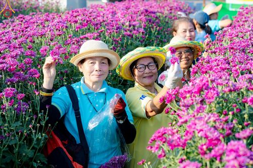 ภาพ No.186295:จิตอาสาอนุรักษ์สิ่งแวดล้อม รับบุญเก็บดอกเบญจทรัพย์ เพื่องานต้อนรับพระธรรมยาตรา ณ "ทุ่งสวรรค์ ตะวันฉาย" วัดพระธรรมกาบ วันที่ 22 ธันวาคม พ.ศ. 2567