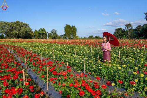 ภาพ No.104334:บรรยากาศ ทุ่งดอกทรัพย์บานชื่น ณ สวนพนาวัฒน์ อ.ฮอด จ.เชียงใหม่ ช่วงระหว่างวันที่ 20 - 25 ธันวาคม พ.ศ. 2566