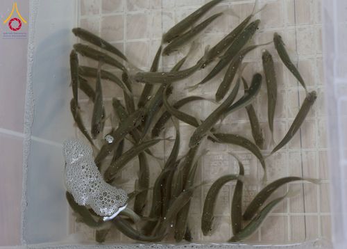 ภาพ No.213435:วันอาทิตย์ที่ 16 มีนาคม พ.ศ. 2568 พิธีบุพเปตพลี, ถวายภัตตาหาร, ปล่อยปลา วัดพระธรรมกายคานากาว่า ประเทศญี่ปุ่น