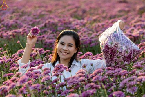 ภาพ No.102922:สาธุชนร่วมรับบุญเก็บดอกเบญจทรัพย์ ในวันที่ 19 ธันวาคม พ.ศ. 2566 (วันแรก) ณ บริเวณวัดพระธรรมกาย จ.ปทุมธานี