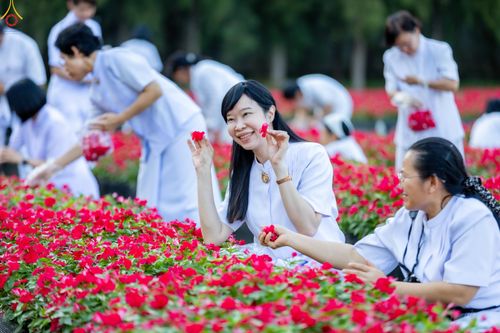 ภาพ No.281006:วันที่ 28 ธันวาคม พ.ศ.2568 กิจกรรมเก็บดอกแพงรวย ณ ทุ่งสวรรค์ตะวันฉาย วัดพระธรรมกาย