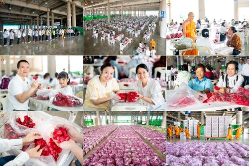 สาธุชน เจ้าหน้าที่ ร่วมบุญปลิดกลีบดอกไม้ เพื่อโปรยต้อนรับพระธรรมยาตรา ตั้งแต่วันที่ 26 ธันวาคม พ.ศ. 2567 ณ วิหารคด 31 วัดพระธรรมกาย