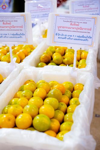 ภาพ No.188209:พิธีถวายภัตตาหารเป็นสังฆทาน แด่พระธรรมยาตรา ในโครงการธรรมยาตรา กตัญญูบูชา มหาปูชนียาจารย์ พระมงคลเทพมุนี(สด จนฺทสโร) พระผู้ปราบมาร อนุสรณ์สถาน 7 แห่ง ปีที่ 13 ณ สภาธรรมกายสากล วัดพระธรรมกาย วันที่ 2 มกราคม พ.ศ. 2568