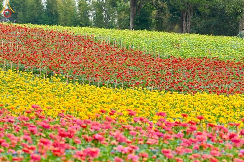 ภาพ No.188341:บรรยากาศ ทุ่งสวรรค์หรรษาพนาวัฒน์ ณ สวนพนาวัฒน์ อ.ฮอด จ.เชียงใหม่ เปิดให้เข้าชมฟรี ระหว่างวันที่ 28 ธันวาคม พ.ศ. 2567 ถึง วันที่ 3 มกราคม พ.ศ. 2568 เวลา 08.00-17.00 น.