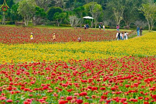 ภาพ No.188343:บรรยากาศ ทุ่งสวรรค์หรรษาพนาวัฒน์ ณ สวนพนาวัฒน์ อ.ฮอด จ.เชียงใหม่ เปิดให้เข้าชมฟรี ระหว่างวันที่ 28 ธันวาคม พ.ศ. 2567 ถึง วันที่ 3 มกราคม พ.ศ. 2568 เวลา 08.00-17.00 น.