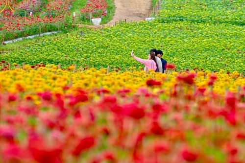 ภาพ No.188345:บรรยากาศ ทุ่งสวรรค์หรรษาพนาวัฒน์ ณ สวนพนาวัฒน์ อ.ฮอด จ.เชียงใหม่ เปิดให้เข้าชมฟรี ระหว่างวันที่ 28 ธันวาคม พ.ศ. 2567 ถึง วันที่ 3 มกราคม พ.ศ. 2568 เวลา 08.00-17.00 น.