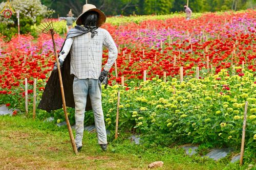 ภาพ No.188347:บรรยากาศ ทุ่งสวรรค์หรรษาพนาวัฒน์ ณ สวนพนาวัฒน์ อ.ฮอด จ.เชียงใหม่ เปิดให้เข้าชมฟรี ระหว่างวันที่ 28 ธันวาคม พ.ศ. 2567 ถึง วันที่ 3 มกราคม พ.ศ. 2568 เวลา 08.00-17.00 น.