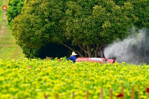 ภาพ No.188348:บรรยากาศ ทุ่งสวรรค์หรรษาพนาวัฒน์ ณ สวนพนาวัฒน์ อ.ฮอด จ.เชียงใหม่ เปิดให้เข้าชมฟรี ระหว่างวันที่ 28 ธันวาคม พ.ศ. 2567 ถึง วันที่ 3 มกราคม พ.ศ. 2568 เวลา 08.00-17.00 น.