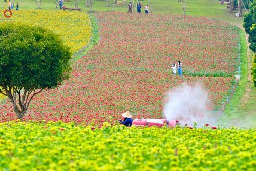 ภาพ No.188349:บรรยากาศ ทุ่งสวรรค์หรรษาพนาวัฒน์ ณ สวนพนาวัฒน์ อ.ฮอด จ.เชียงใหม่ เปิดให้เข้าชมฟรี ระหว่างวันที่ 28 ธันวาคม พ.ศ. 2567 ถึง วันที่ 3 มกราคม พ.ศ. 2568 เวลา 08.00-17.00 น.