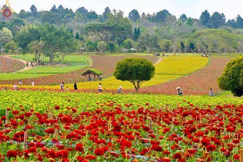 ภาพ No.188350:บรรยากาศ ทุ่งสวรรค์หรรษาพนาวัฒน์ ณ สวนพนาวัฒน์ อ.ฮอด จ.เชียงใหม่ เปิดให้เข้าชมฟรี ระหว่างวันที่ 28 ธันวาคม พ.ศ. 2567 ถึง วันที่ 3 มกราคม พ.ศ. 2568 เวลา 08.00-17.00 น.