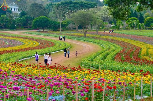 ภาพ No.188351:บรรยากาศ ทุ่งสวรรค์หรรษาพนาวัฒน์ ณ สวนพนาวัฒน์ อ.ฮอด จ.เชียงใหม่ เปิดให้เข้าชมฟรี ระหว่างวันที่ 28 ธันวาคม พ.ศ. 2567 ถึง วันที่ 3 มกราคม พ.ศ. 2568 เวลา 08.00-17.00 น.