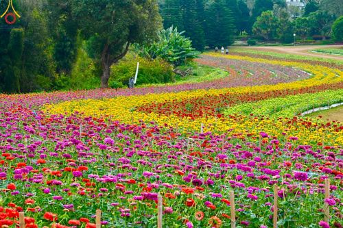 ภาพ No.188353:บรรยากาศ ทุ่งสวรรค์หรรษาพนาวัฒน์ ณ สวนพนาวัฒน์ อ.ฮอด จ.เชียงใหม่ เปิดให้เข้าชมฟรี ระหว่างวันที่ 28 ธันวาคม พ.ศ. 2567 ถึง วันที่ 3 มกราคม พ.ศ. 2568 เวลา 08.00-17.00 น.