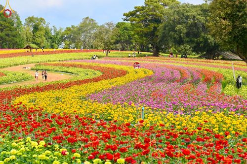 ภาพ No.188354:บรรยากาศ ทุ่งสวรรค์หรรษาพนาวัฒน์ ณ สวนพนาวัฒน์ อ.ฮอด จ.เชียงใหม่ เปิดให้เข้าชมฟรี ระหว่างวันที่ 28 ธันวาคม พ.ศ. 2567 ถึง วันที่ 3 มกราคม พ.ศ. 2568 เวลา 08.00-17.00 น.