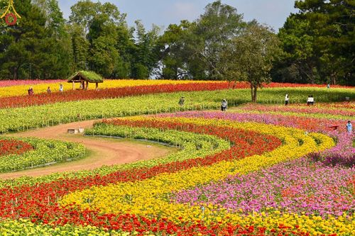 ภาพ No.188355:บรรยากาศ ทุ่งสวรรค์หรรษาพนาวัฒน์ ณ สวนพนาวัฒน์ อ.ฮอด จ.เชียงใหม่ เปิดให้เข้าชมฟรี ระหว่างวันที่ 28 ธันวาคม พ.ศ. 2567 ถึง วันที่ 3 มกราคม พ.ศ. 2568 เวลา 08.00-17.00 น.