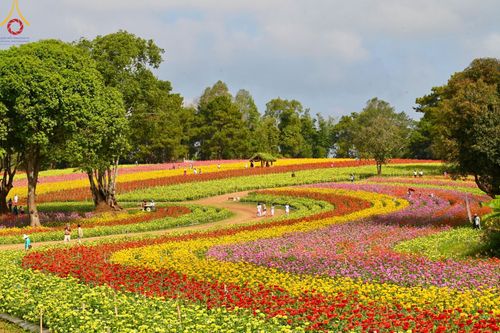ภาพ No.188356:บรรยากาศ ทุ่งสวรรค์หรรษาพนาวัฒน์ ณ สวนพนาวัฒน์ อ.ฮอด จ.เชียงใหม่ เปิดให้เข้าชมฟรี ระหว่างวันที่ 28 ธันวาคม พ.ศ. 2567 ถึง วันที่ 3 มกราคม พ.ศ. 2568 เวลา 08.00-17.00 น.