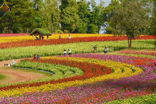 ภาพ No.188357:บรรยากาศ ทุ่งสวรรค์หรรษาพนาวัฒน์ ณ สวนพนาวัฒน์ อ.ฮอด จ.เชียงใหม่ เปิดให้เข้าชมฟรี ระหว่างวันที่ 28 ธันวาคม พ.ศ. 2567 ถึง วันที่ 3 มกราคม พ.ศ. 2568 เวลา 08.00-17.00 น.