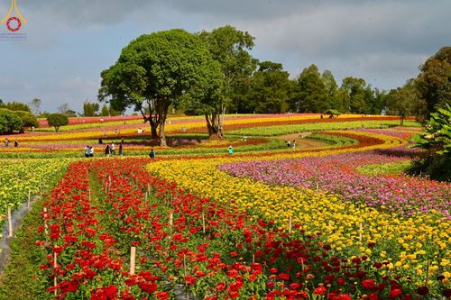 ภาพ No.188358:บรรยากาศ ทุ่งสวรรค์หรรษาพนาวัฒน์ ณ สวนพนาวัฒน์ อ.ฮอด จ.เชียงใหม่ เปิดให้เข้าชมฟรี ระหว่างวันที่ 28 ธันวาคม พ.ศ. 2567 ถึง วันที่ 3 มกราคม พ.ศ. 2568 เวลา 08.00-17.00 น.