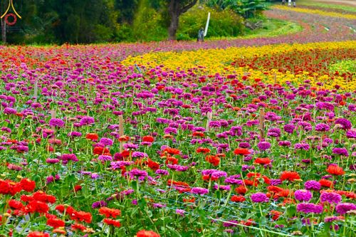 ภาพ No.188359:บรรยากาศ ทุ่งสวรรค์หรรษาพนาวัฒน์ ณ สวนพนาวัฒน์ อ.ฮอด จ.เชียงใหม่ เปิดให้เข้าชมฟรี ระหว่างวันที่ 28 ธันวาคม พ.ศ. 2567 ถึง วันที่ 3 มกราคม พ.ศ. 2568 เวลา 08.00-17.00 น.