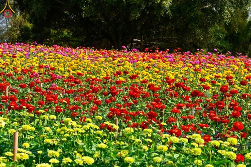 ภาพ No.188360:บรรยากาศ ทุ่งสวรรค์หรรษาพนาวัฒน์ ณ สวนพนาวัฒน์ อ.ฮอด จ.เชียงใหม่ เปิดให้เข้าชมฟรี ระหว่างวันที่ 28 ธันวาคม พ.ศ. 2567 ถึง วันที่ 3 มกราคม พ.ศ. 2568 เวลา 08.00-17.00 น.