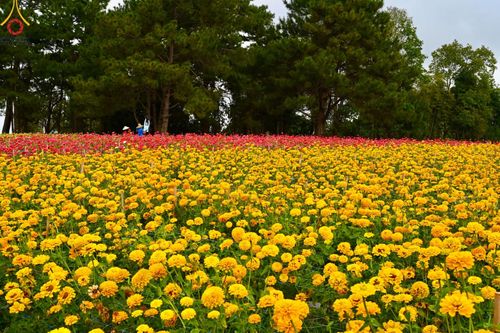 ภาพ No.188361:บรรยากาศ ทุ่งสวรรค์หรรษาพนาวัฒน์ ณ สวนพนาวัฒน์ อ.ฮอด จ.เชียงใหม่ เปิดให้เข้าชมฟรี ระหว่างวันที่ 28 ธันวาคม พ.ศ. 2567 ถึง วันที่ 3 มกราคม พ.ศ. 2568 เวลา 08.00-17.00 น.