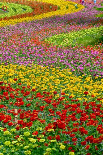 ภาพ No.188362:บรรยากาศ ทุ่งสวรรค์หรรษาพนาวัฒน์ ณ สวนพนาวัฒน์ อ.ฮอด จ.เชียงใหม่ เปิดให้เข้าชมฟรี ระหว่างวันที่ 28 ธันวาคม พ.ศ. 2567 ถึง วันที่ 3 มกราคม พ.ศ. 2568 เวลา 08.00-17.00 น.