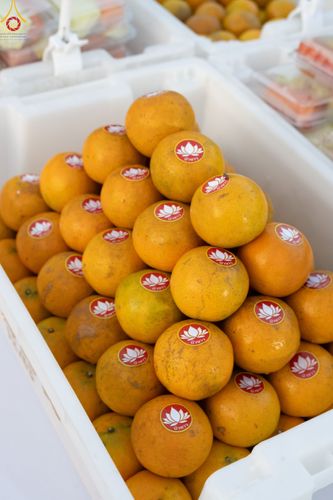 ภาพ No.188971:พิธีถวายภัตตาหารเป็นสังฆทาน แด่พระธรรมยาตรา ในโครงการธรรมยาตรา กตัญญูบูชา มหาปูชนียาจารย์ พระมงคลเทพมุนี(สด จนฺทสโร) พระผู้ปราบมาร ปีที่ 13 ณ อนุสรณ์สถานมหาวิหารพระมงคลเทพมุนี (โลตัสแลนด์) อ.สองพี่น้อง จ.สุพรรณบุรี วันที่ 4 มกราคม พ.ศ.2568