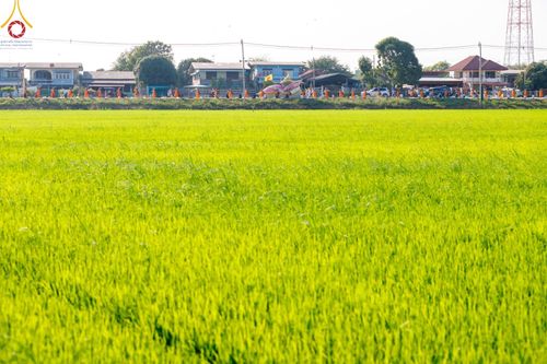 ภาพ No.189077:พิธีต้อนรับพระธรรมยาตรา ในโครงการธรรมยาตรา กตัญญูบูชา มหาปูชนียาจารย์ พระมงคลเทพมุนี(สด จนฺทสโร) พระผู้ปราบมาร อนุสรณ์สถาน 7 แห่ง ปีที่ 13 วันที่ 3 มกราคม พ.ศ. 2568 ณ อนุสรณ์สถานมหาวิหารพระมงคลเทพมุนี (โลตัสแลนด์) อ.สองพี่น้อง จ.สุพรรณบุรี