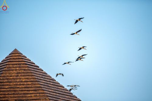 ภาพ No.189262:พระธรรมยาตราปฏิบัติธรรม และถ่ายภาพหมู่ประวัติศาสตร์ ในโครงการธรรมยาตรา กตัญญูบูชา มหาปูชนียาจารย์ พระมงคลเทพมุนี(สด จนฺทสโร) พระผู้ปราบมาร อนุสรณ์สถาน 7 แห่ง ปีที่ 13 วันที่ 4 มกราคม พ.ศ. 2568 ณ อนุสรณ์สถานมหาวิหารพระมงคลเทพมุนี (โลตัสแลนด์) อ.สองพี่น้อง