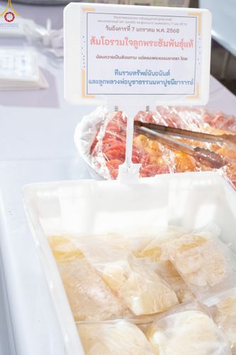 ภาพ No.190402:สาธุชนถวายภัตตาหารเป็นสังฆทาน แด่พระธรรมยาตรา ณ อนุสรณ์สถานมหาวิหารพระมงคลเทพมุนี (โลตัสแลนด์) อ.สองพี่น้อง จ.สุพรรณบุรี ในโครงการธรรมยาตรา กตัญญูบูชา มหาปูชนียาจารย์ พระมงคลเทพมุนี(สด จนฺทสโร) พระผู้ปราบมาร แห่ง ปีที่ 13 วันที่ 7 มกราคม พ.ศ.2568