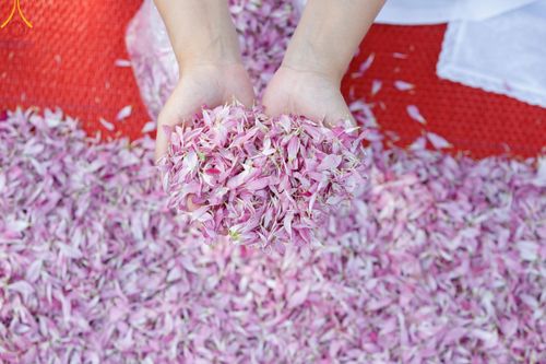 ภาพ No.202395:พิธีต้อนรับพระธรรมยาตรา ณ อนุสรณ์สถานลำดับที่ 7 สถานที่ขยายวิชชาธรรมกาย วัดพระธรรมกาย ต.คลองสาม อ.คลองหลวง จ.ปทุมธานี ในโครงการธรรมยาตรา กตัญญูบูชา มหาปูชนียาจารย์ พระมงคลเทพมุนี(สด จนฺทสโร) พระผู้ปราบมาร อนุสรณ์สถาน 7 แห่ง ปีที่ 13 วันที่ 26 มกราคม 2568